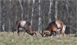 <p>MUFLON (Ovis musimon) Šluknovsko - Harta /Mouflon - Mufflon/ </p>